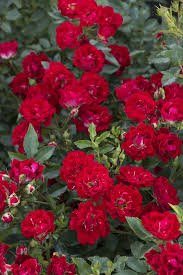 Drift Rose - Scarlet