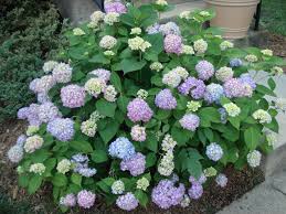 Hydrangea - Penny Mac