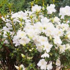 Azalea - Autumn Moonlight Encore