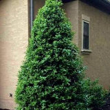 Oakland Holly