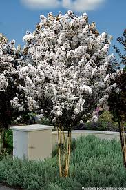 Crape Myrtle - White Flash (Dark Leaf)