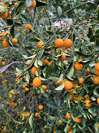 Kumquat - Meiwa