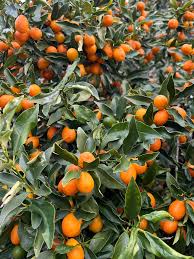 Kumquat - Nagami