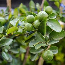 Lime - Key (Limequat)
