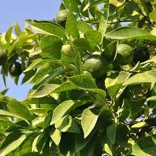 Lime - Persian