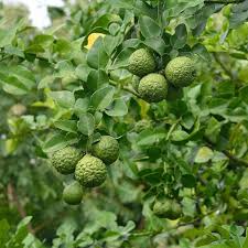 Lime - Kaffir