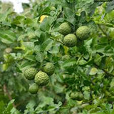 Lime - Kaffir