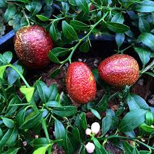 Lime - Red