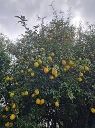 Lime - Indian Sweet