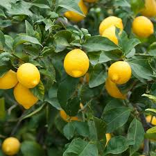 Lemon - Meyer