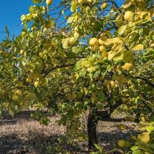Lemon - Ponderosa