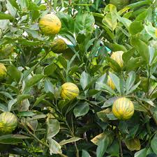 Lemon - Variegated Pink