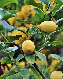 Lemon - Harvey