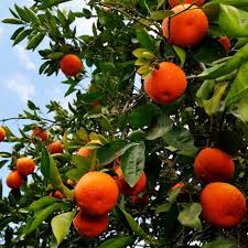 Tangelo - Minneola (Honey Bell)
