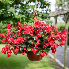 Begonia Viking Hanging Basket
