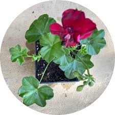 Geranium Ivy