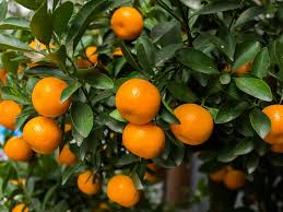 Tangerine - Satsuma