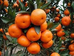 Tangerine - Ponken (Chinese Honey)