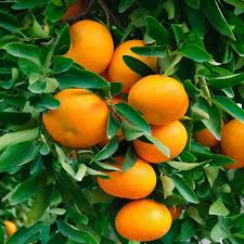 Tangerine - Dancy