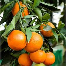 Tangerine - Fallglo