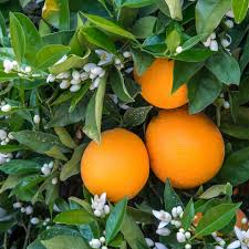 Orange - Navel
