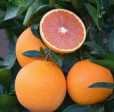 Orange - Red Navel (Cara Cara)