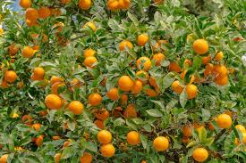 Orange - Valencia