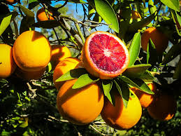Orange - Blood