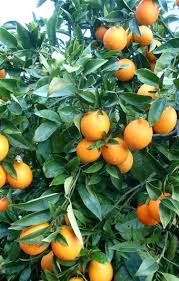 Orange - Ambersweet