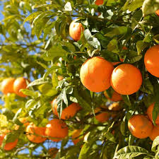 Orange - Hamlin