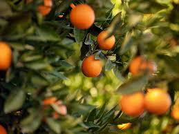 Orange - Page