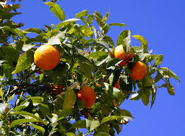 Orange - Temple