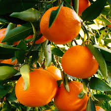 Orange - Ortanique