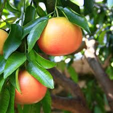 Grapefruit - Flame
