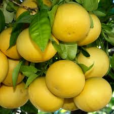 Grapefruit - Duncan