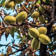 Pecan - Creek