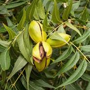 Pecan - Pawee