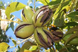 Pecan - Elliott