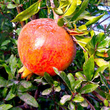 Pomegranate - Salavatski