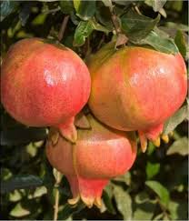 Pomegranate - Ambrosia