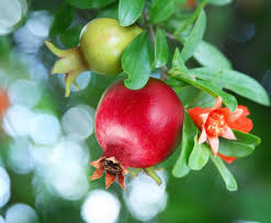 Pomegranate - Christina