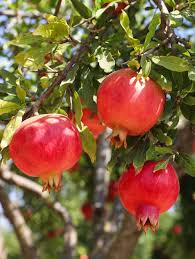Pomegranate - Cranberry