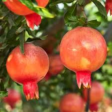 Pomegranate - Eversweet