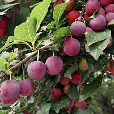Plum - Gulf Beauty