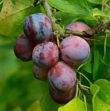 Plum - Gulf Rose