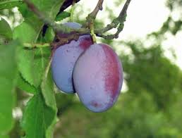 Plum - Gulf Blaze