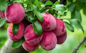 Plum - Scarlet Beauty