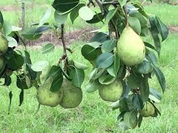 Pear - LeConte