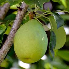 Pear - Flordahome