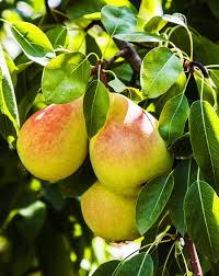 Pear - Pineapple